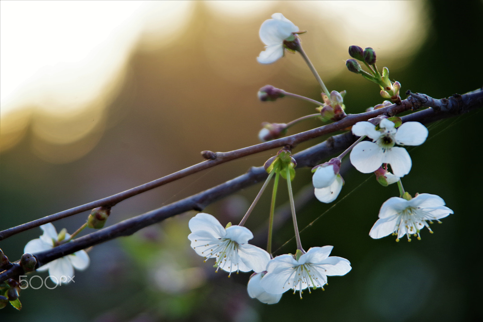 Pentax K-1 sample photo. Cherry eve photography