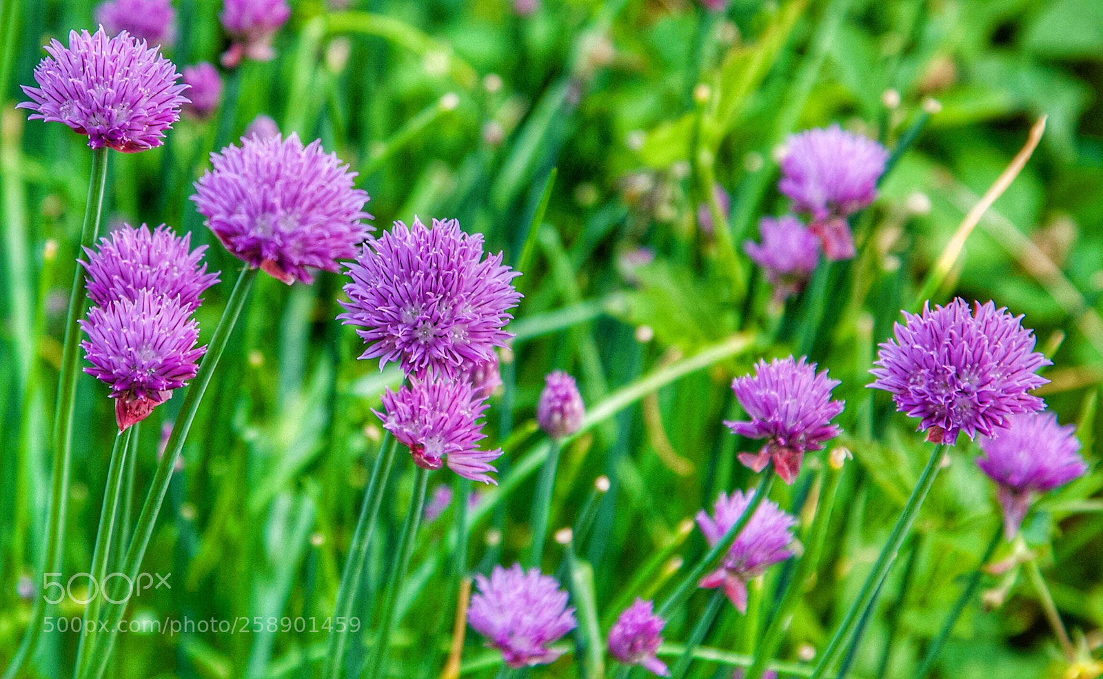 Canon EOS 5D sample photo. Chives photography