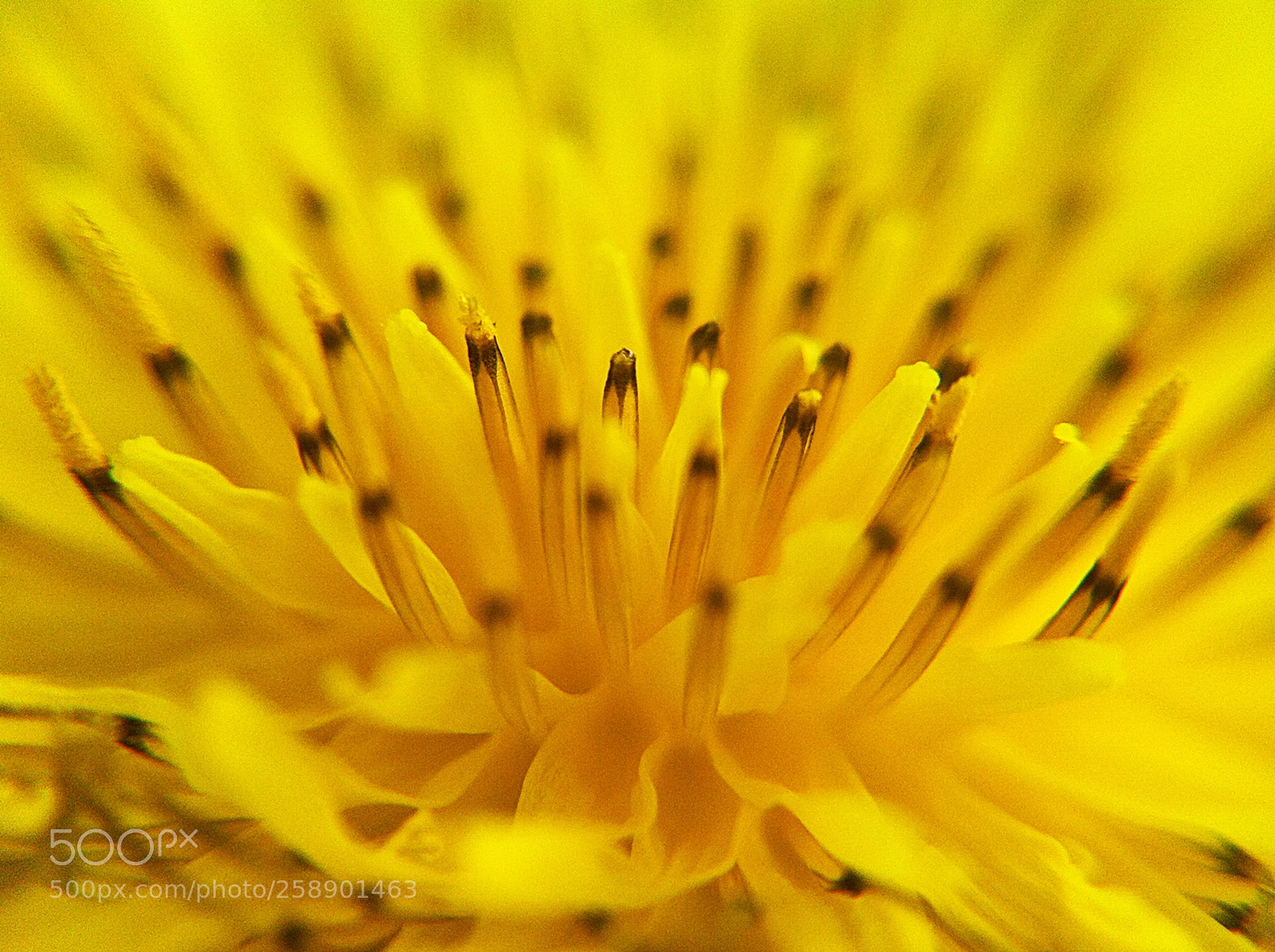 Apple iPhone 4 sample photo. Macro yellow photography