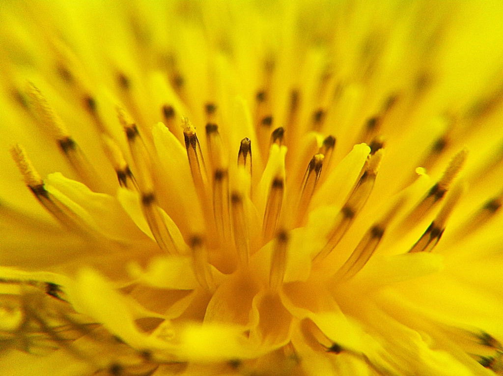 Macro yellow de Onder SAHAN sur 500px.com , çıtlık , kırşehir , karahindibağ , yenilebilen çiçekler .