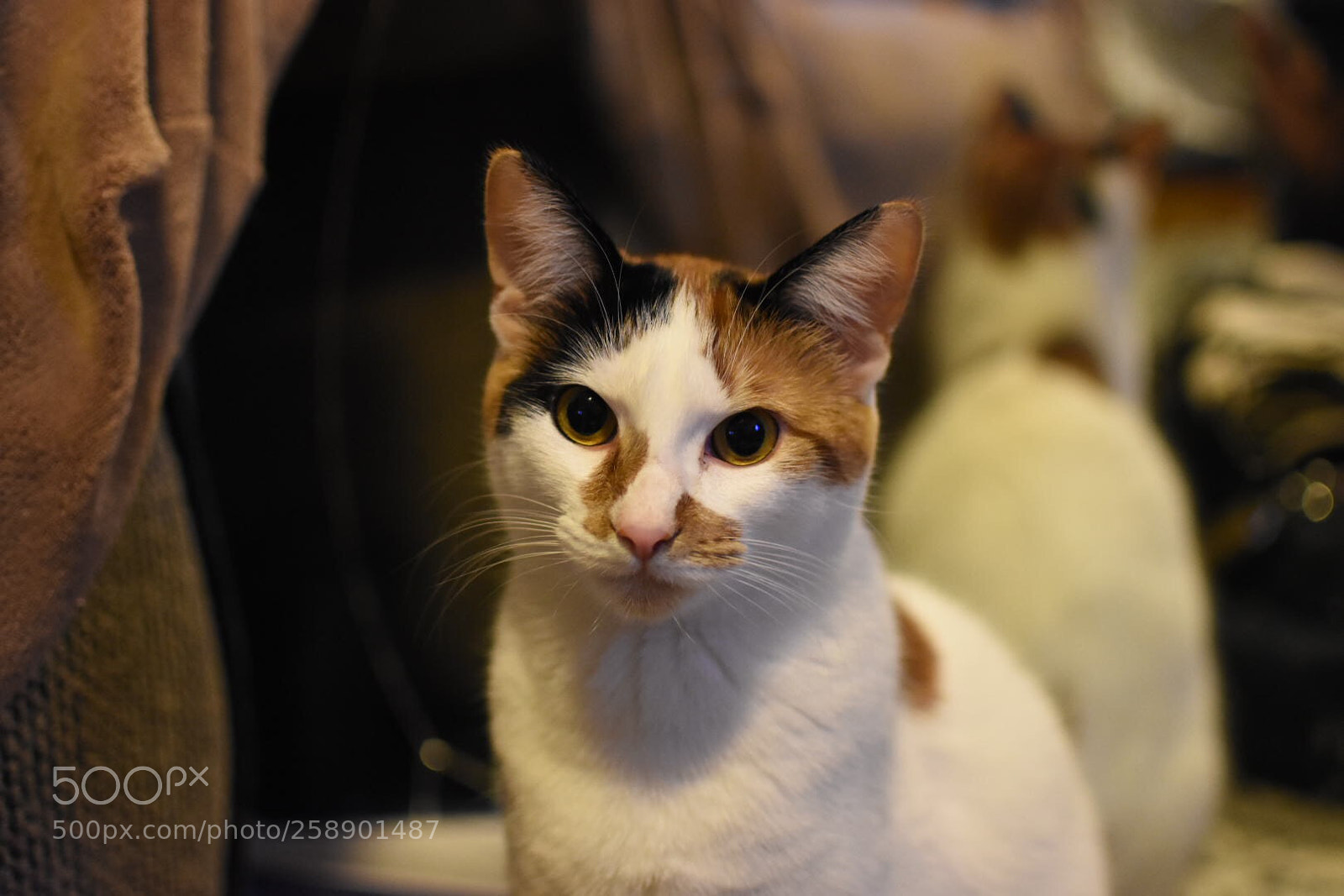 Nikon D7200 sample photo. Maddy photography