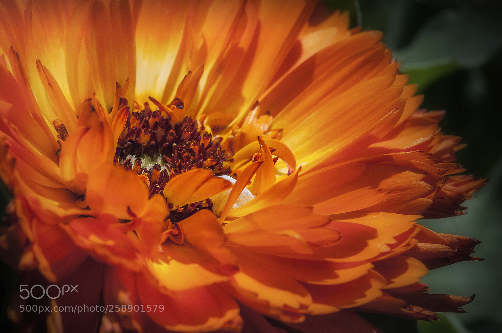 Nikon D90 sample photo. Macro of the orange photography
