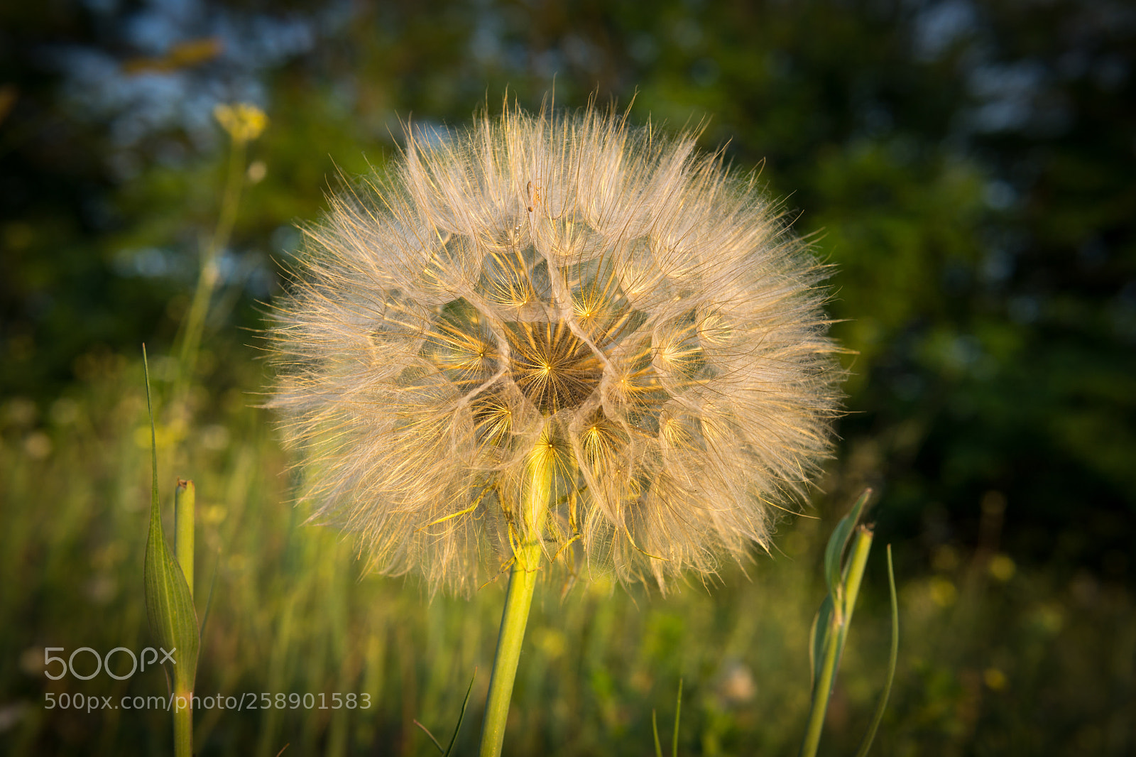 Sony a6000 sample photo. Flower photography
