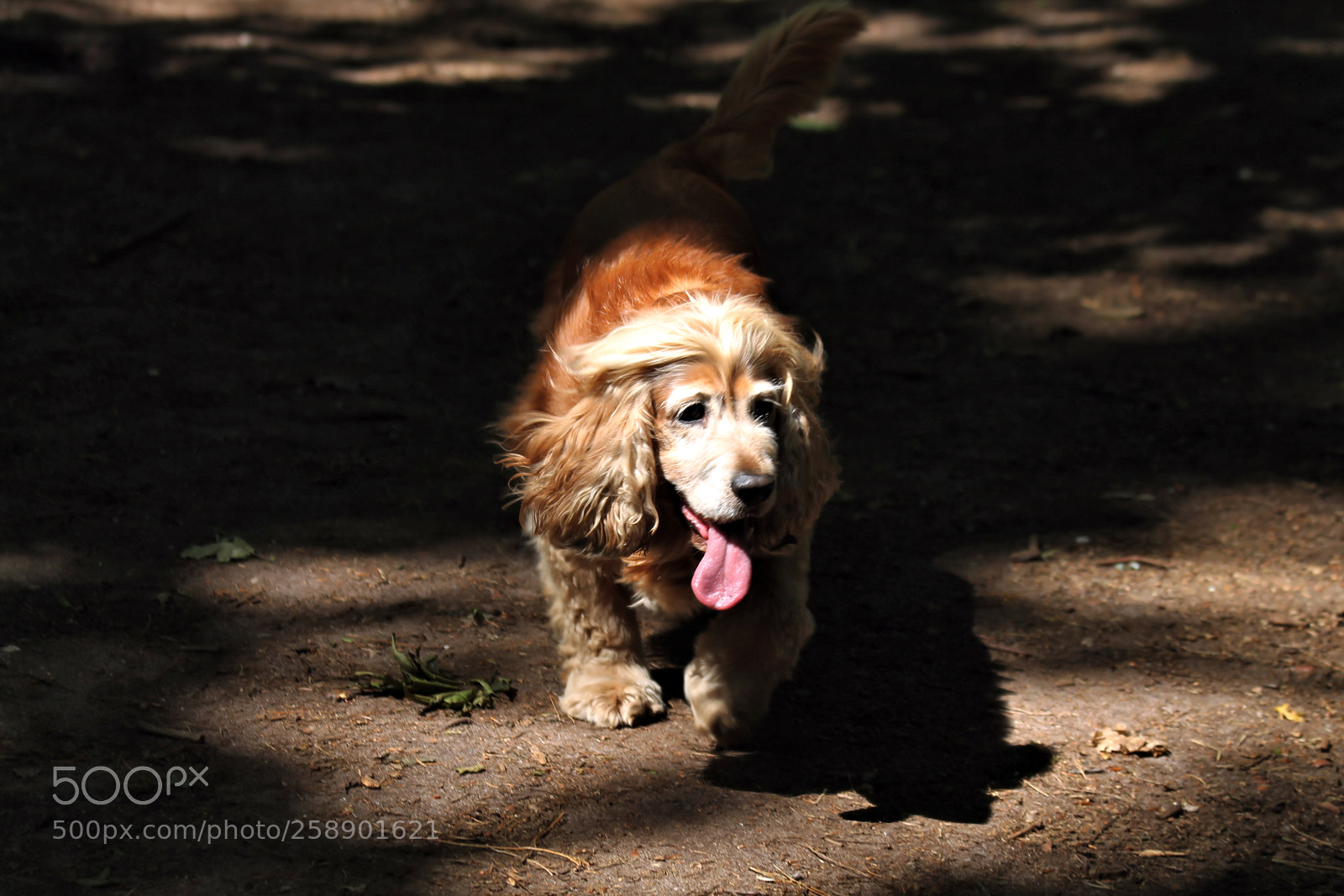 Canon EOS 1100D (EOS Rebel T3 / EOS Kiss X50) sample photo. With the tongue out .....!!! photography