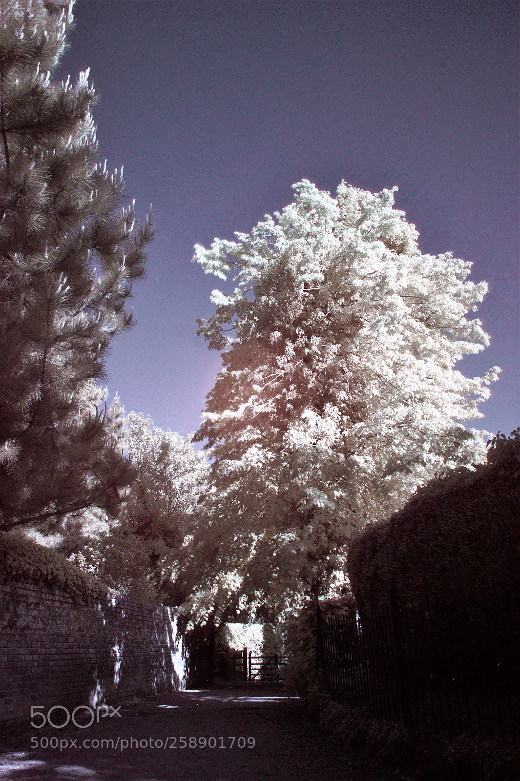 Canon EOS 500D (EOS Rebel T1i / EOS Kiss X3) sample photo. Infrared footpath photography