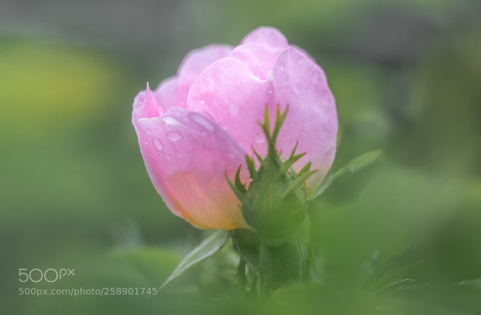 Nikon D800 sample photo. Beauty of nature photography