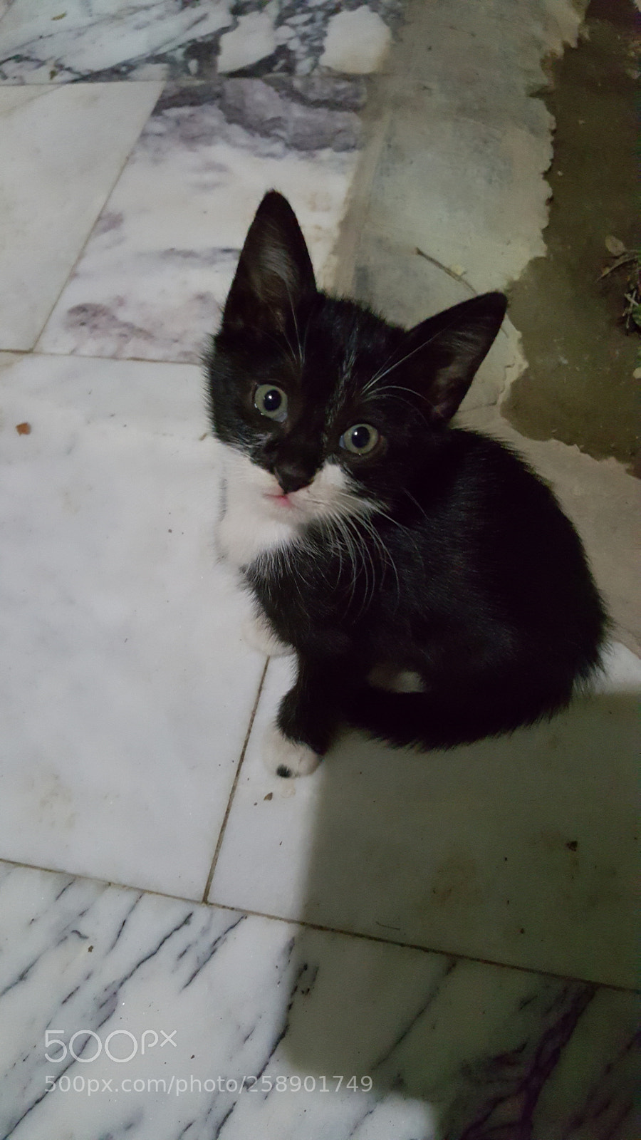 Samsung GALAXY S6 edge sample photo. Tuxedo cat : wondering photography