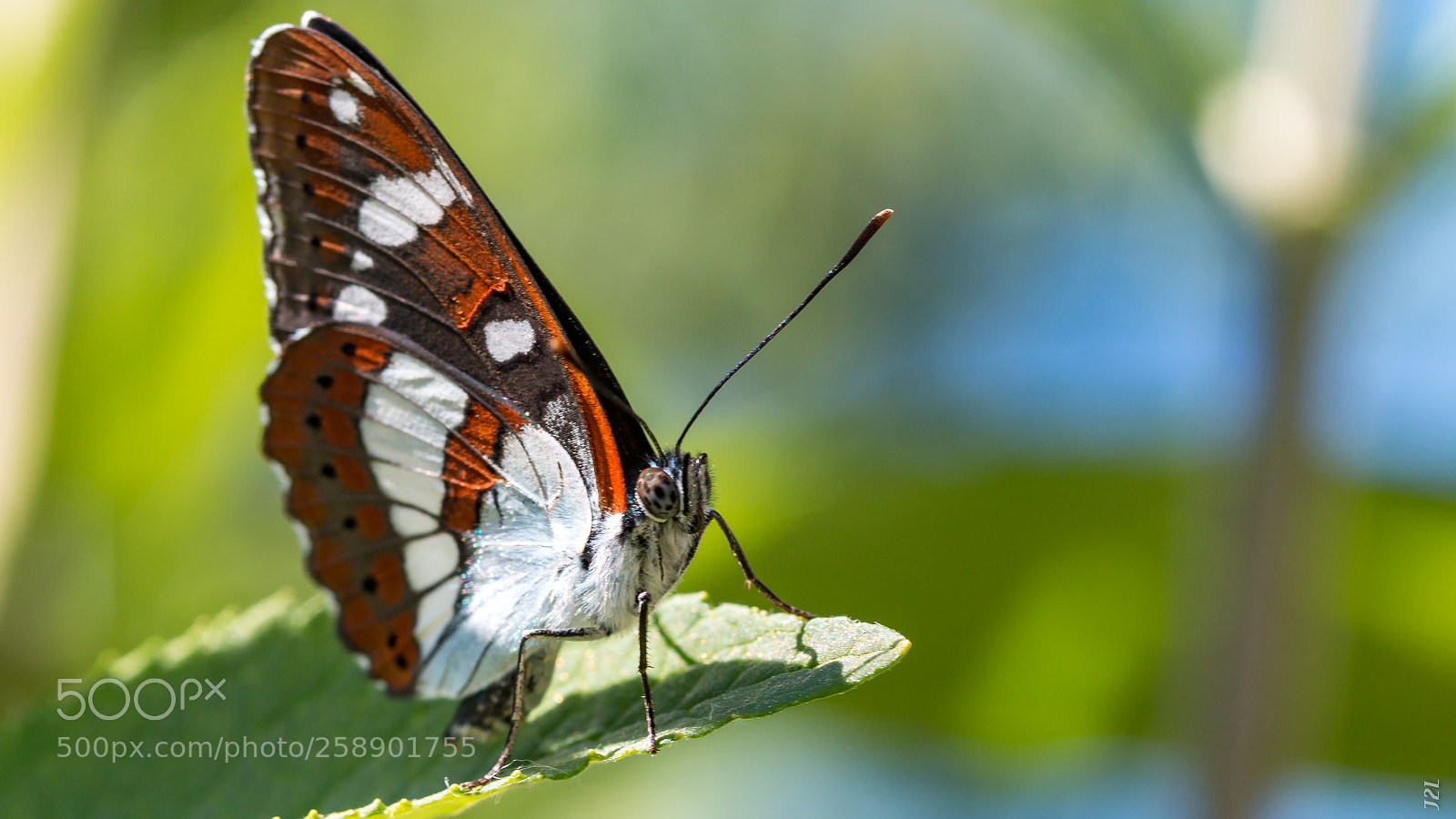Canon EOS 70D sample photo. Animaux - petit sylvain photography