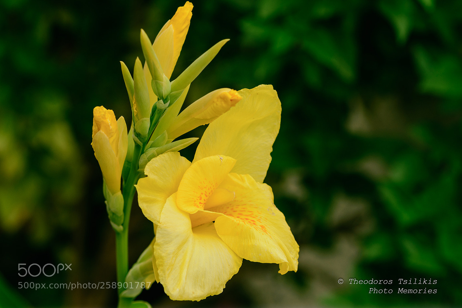 Nikon D7200 sample photo. Vivid yellow photography