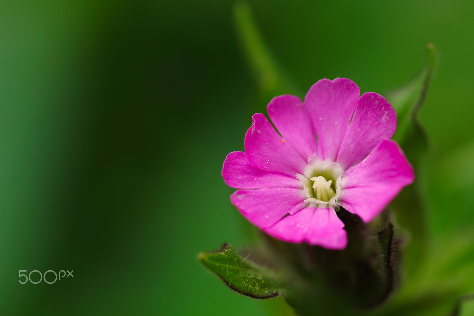 Sony SLT-A77 sample photo. Pink beauty photography