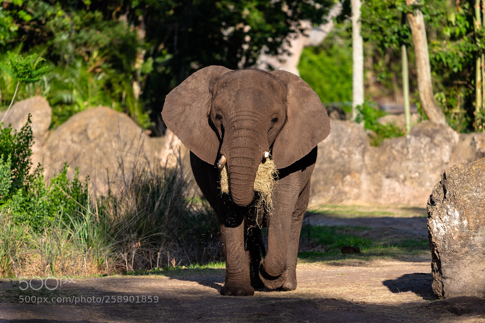 Nikon D750 sample photo. Elephant photography