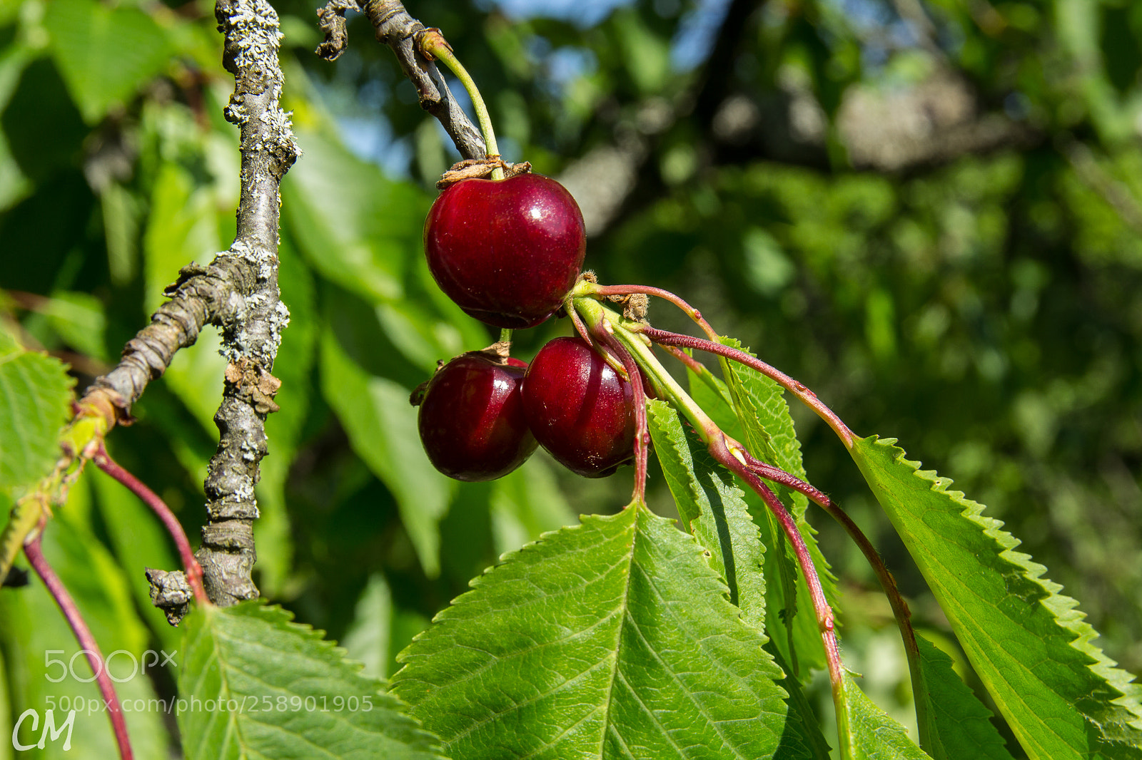 Canon EOS 1200D (EOS Rebel T5 / EOS Kiss X70 / EOS Hi) sample photo. Cherries photography