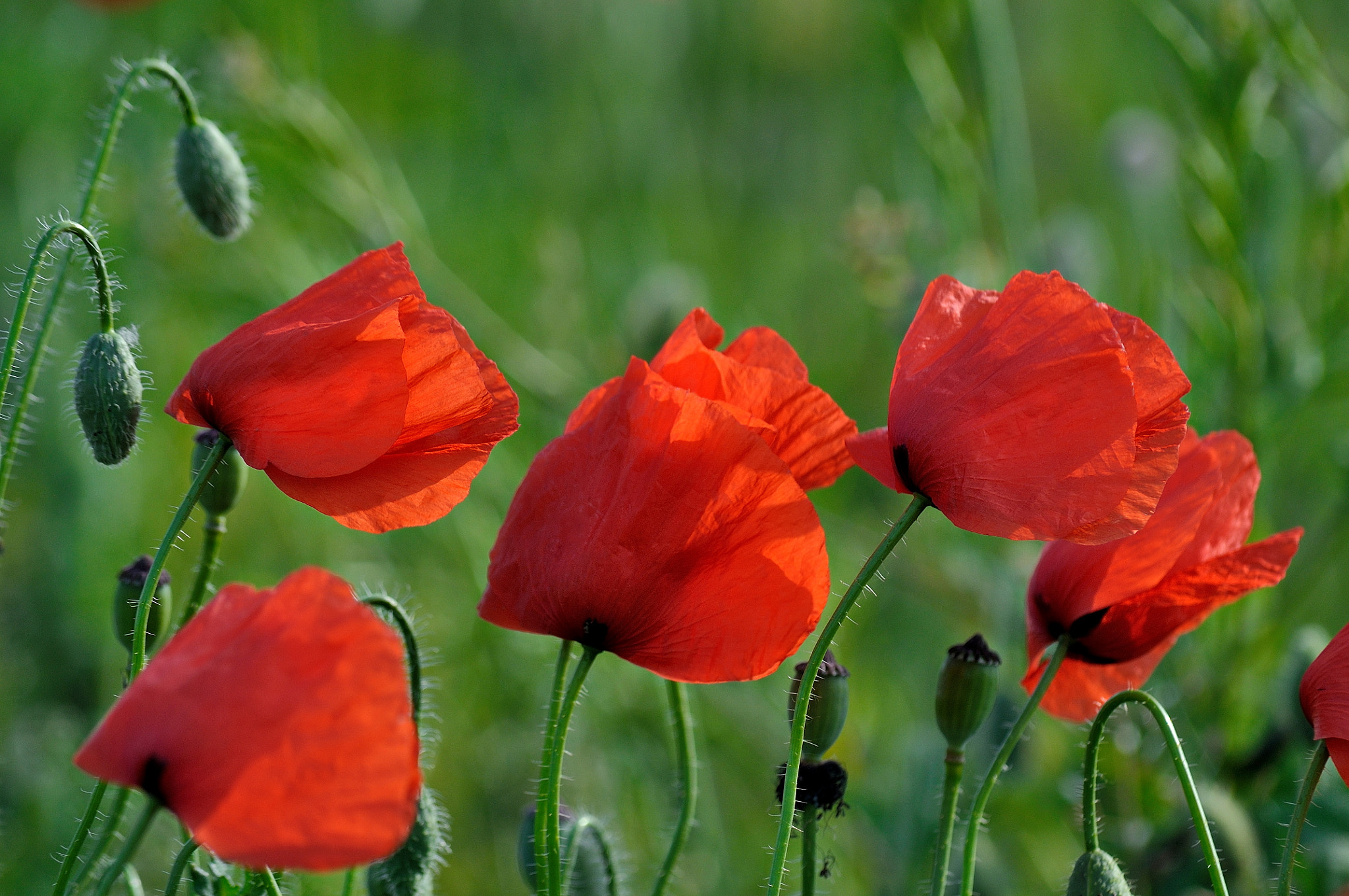 Nikon D5000 sample photo. Poppies in the wind photography