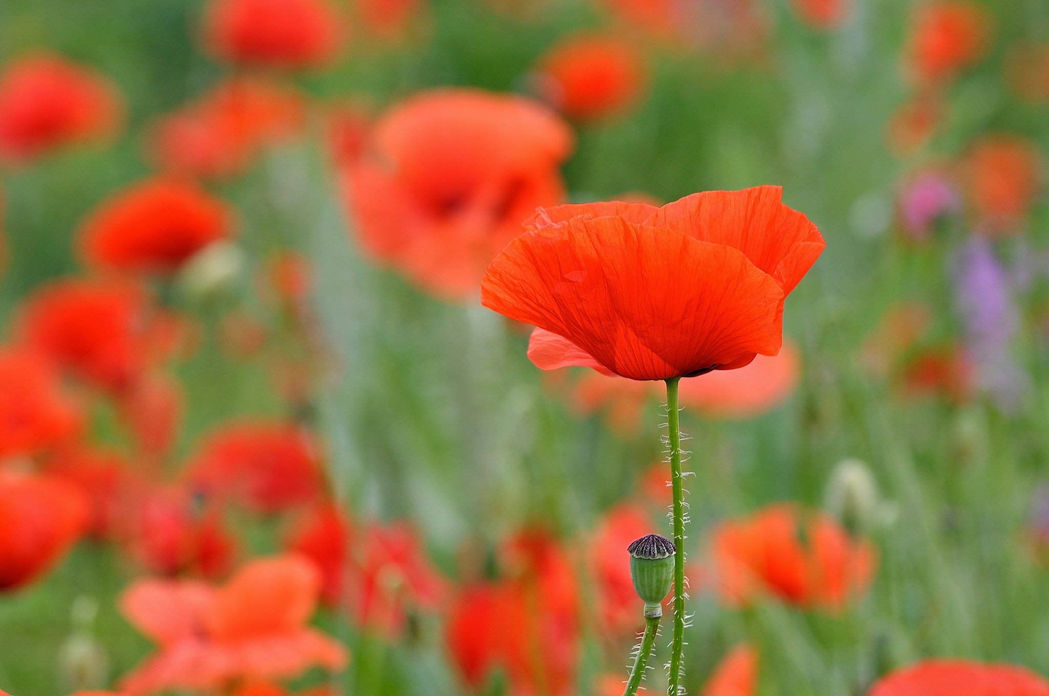 Nikon D5000 sample photo. Poppies in the sun photography