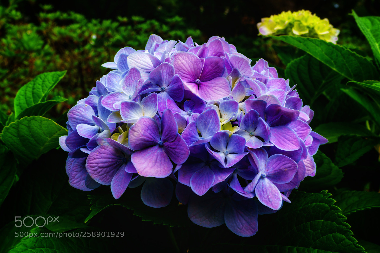 Sony a7R II sample photo. Purple hydrangea photography