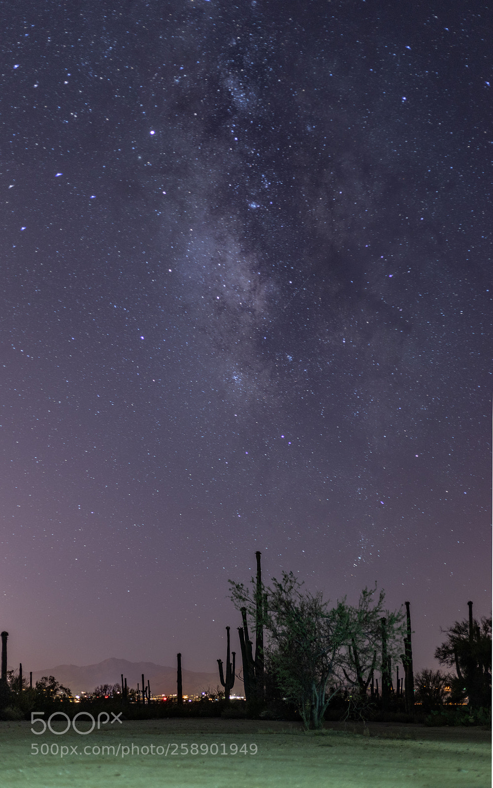 Canon EOS 5D Mark IV sample photo. Lone tree photography