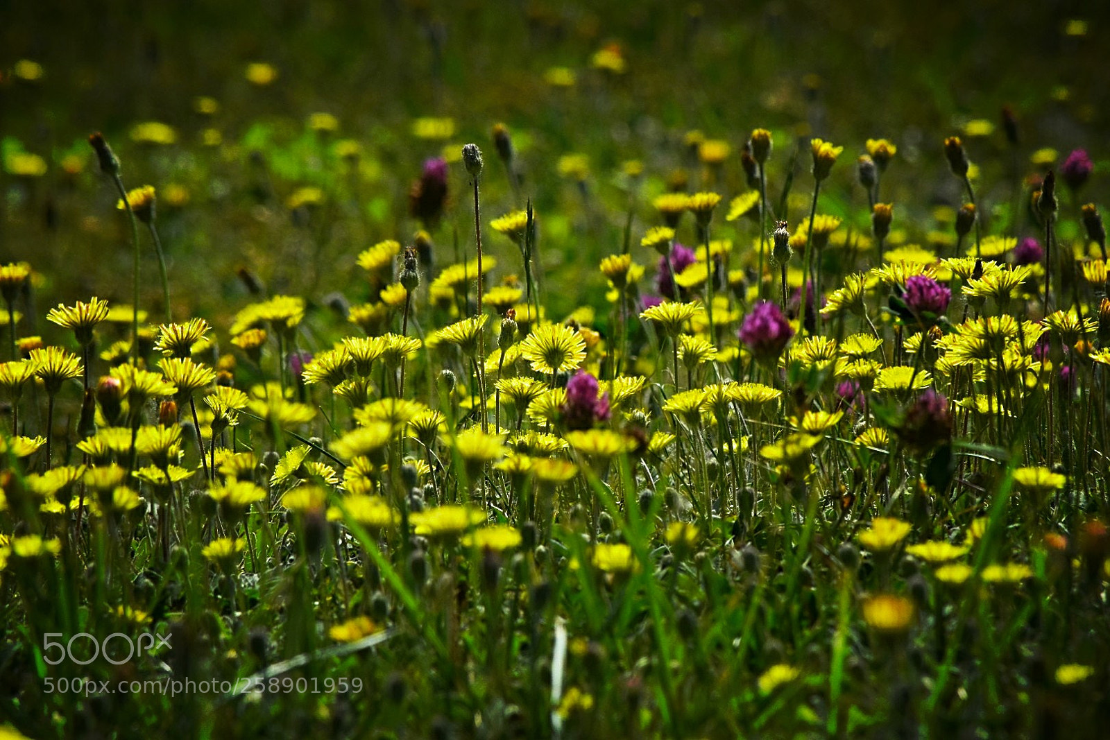 Nikon D5300 sample photo. Auf der blumenwiese! photography