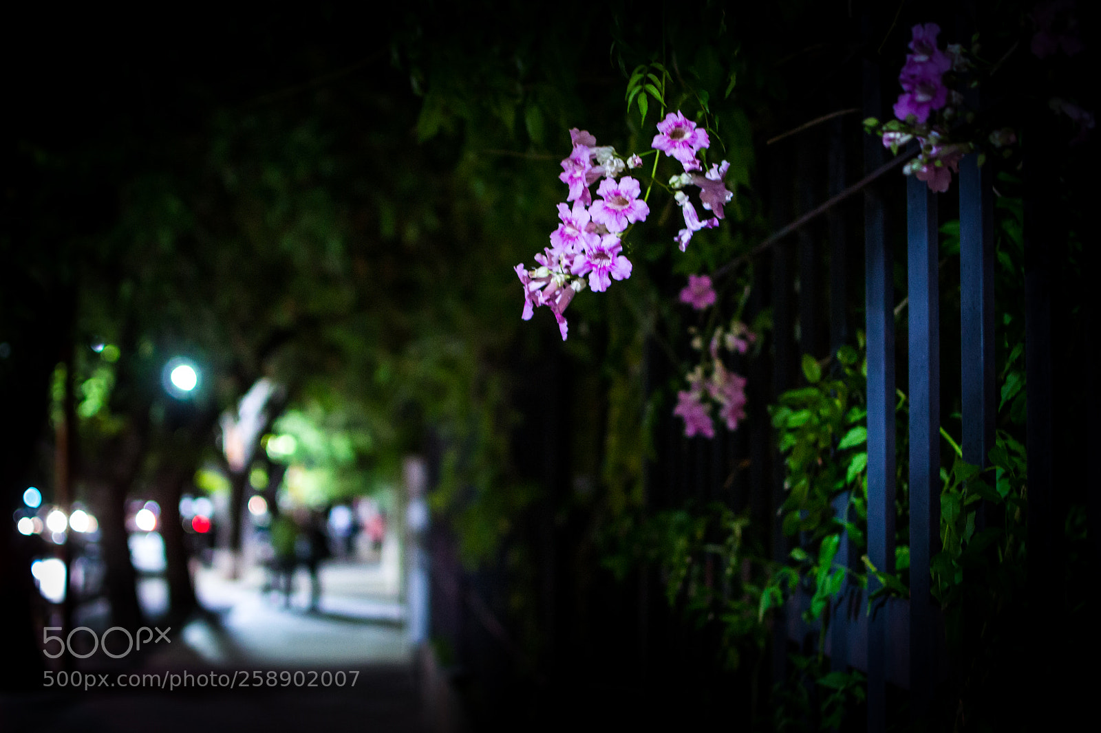 Nikon D3100 sample photo. Seeking for light photography