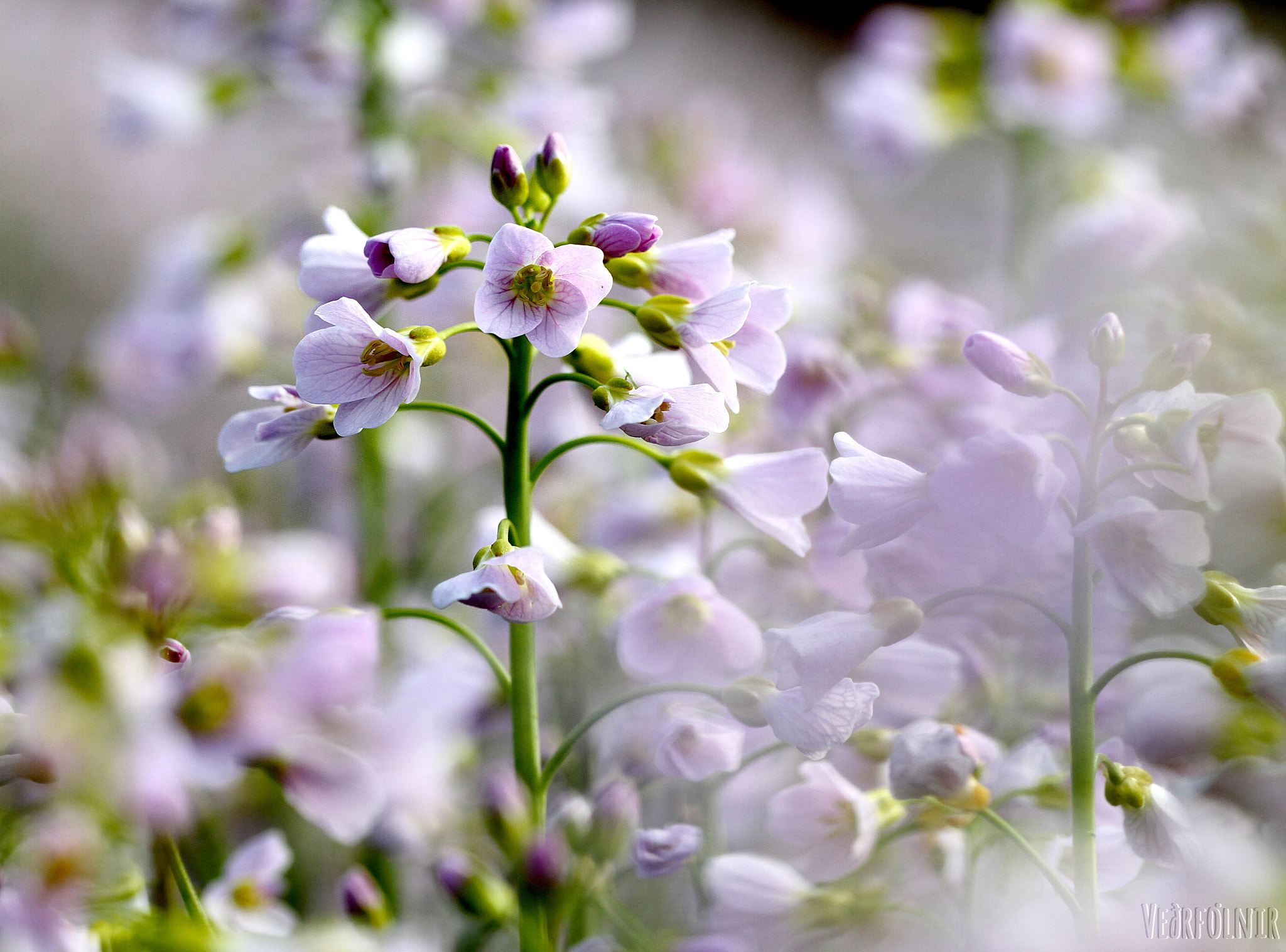 Canon EOS 7D + Canon EF 100mm F2.8L Macro IS USM sample photo. Cardamine photography