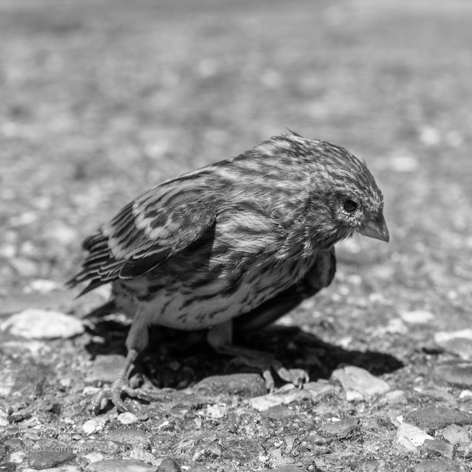 Sony a6000 sample photo. "natural selection" photography