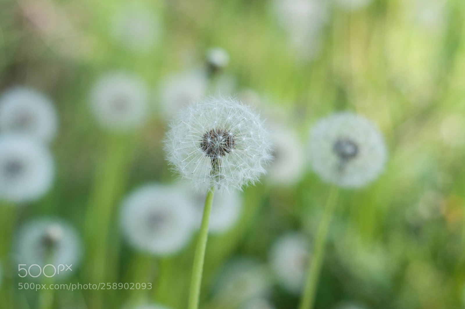 Nikon D90 sample photo. Dandelions photography