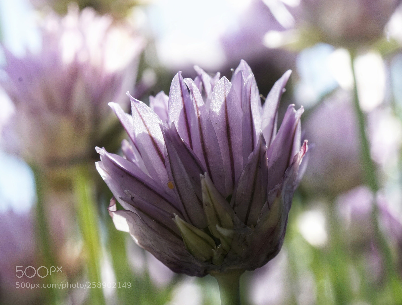 Sony Alpha a5000 (ILCE 5000) sample photo. Allium photography