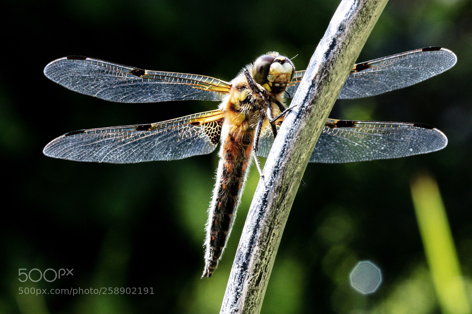 Canon EOS 5DS sample photo. Untitled photography