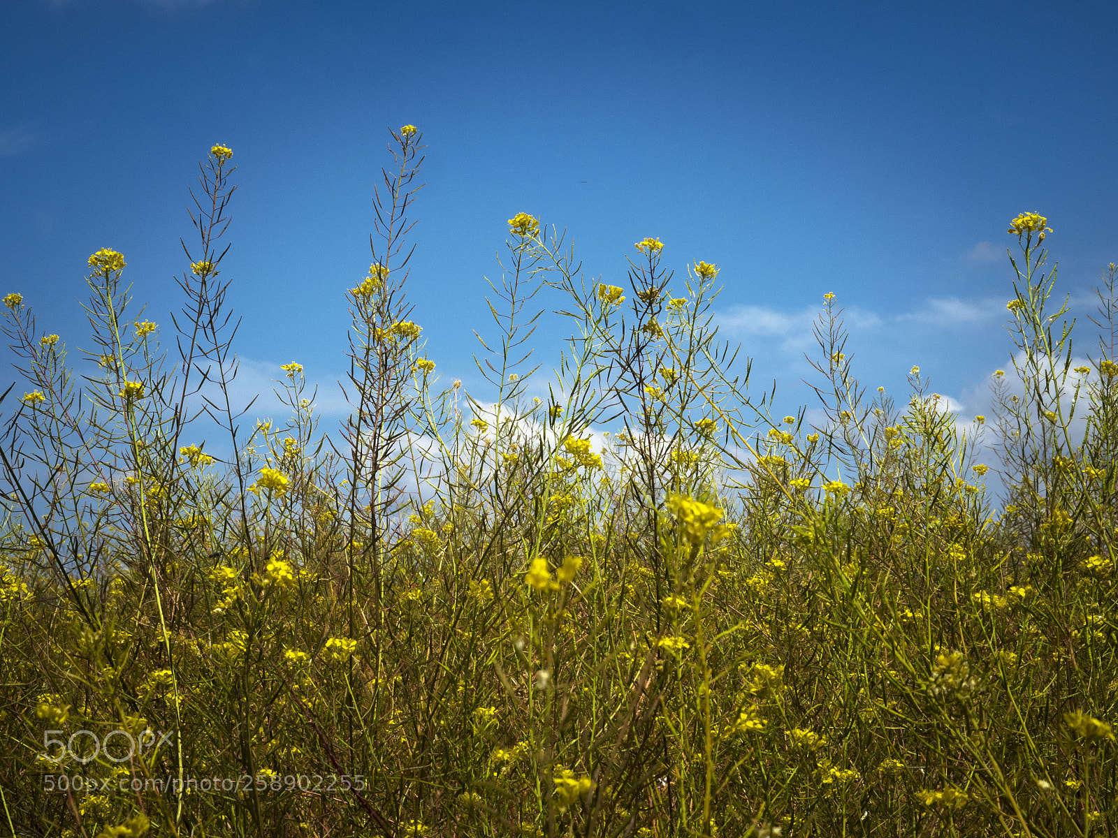 Olympus OM-D E-M5 II sample photo. Flores photography