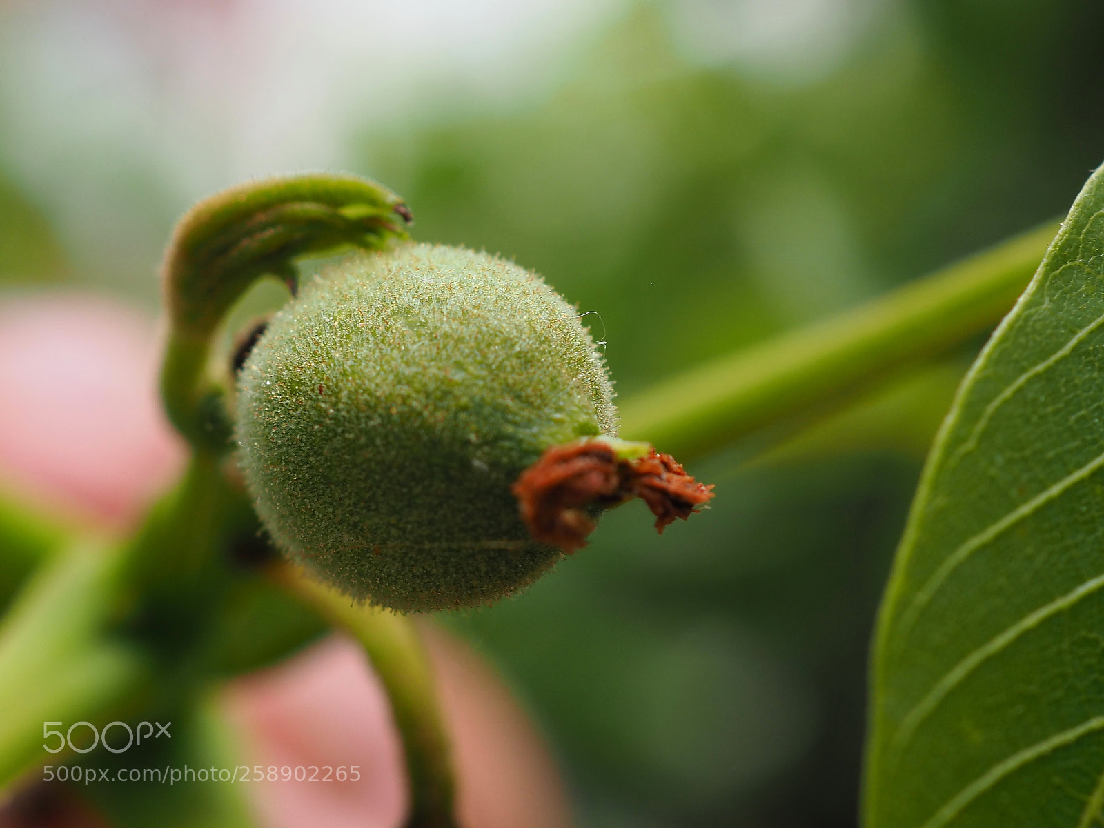 Olympus OM-D E-M1 Mark II sample photo. Nogal (juglans regia) photography