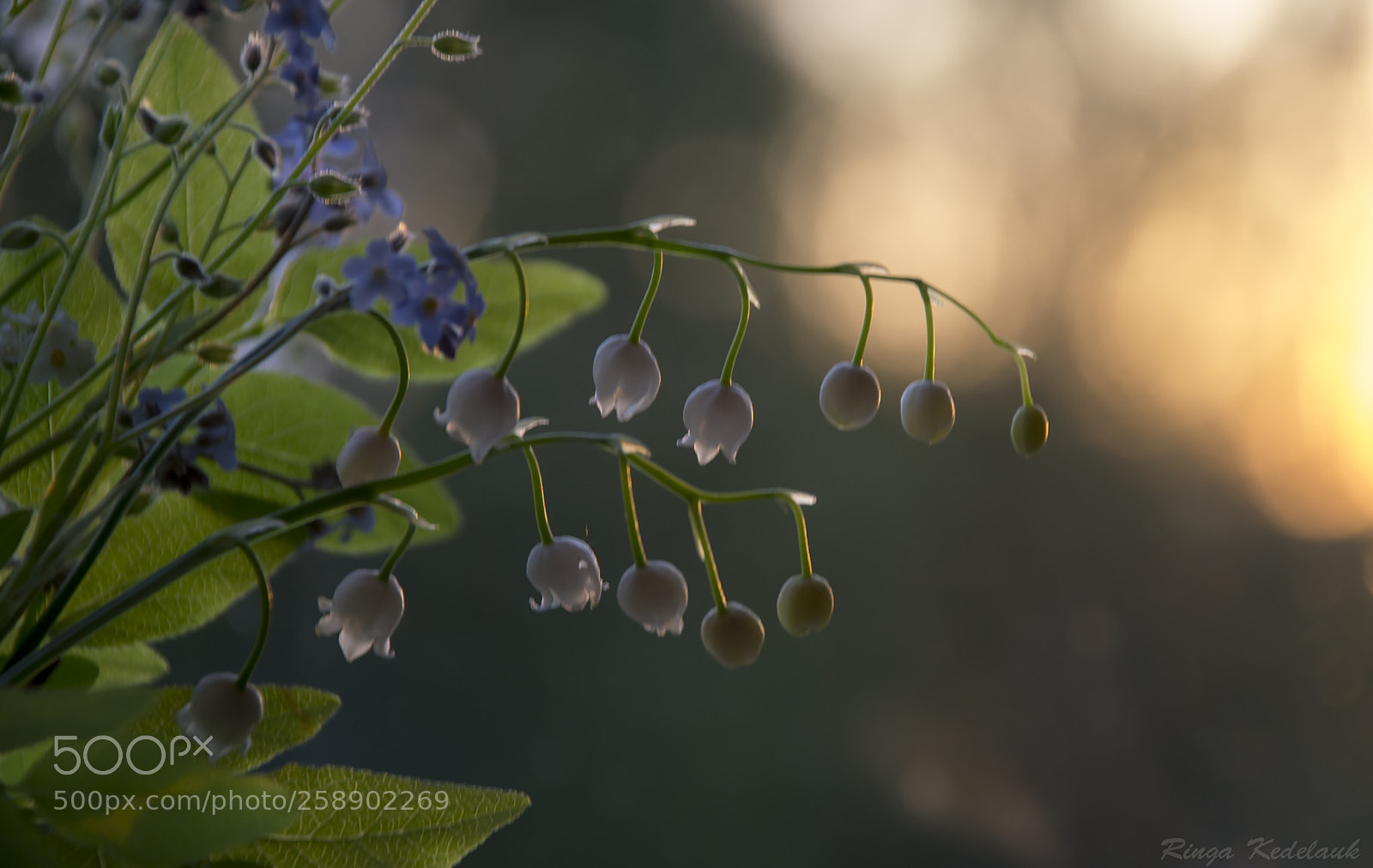 Nikon D3100 sample photo. Spring flowers photography