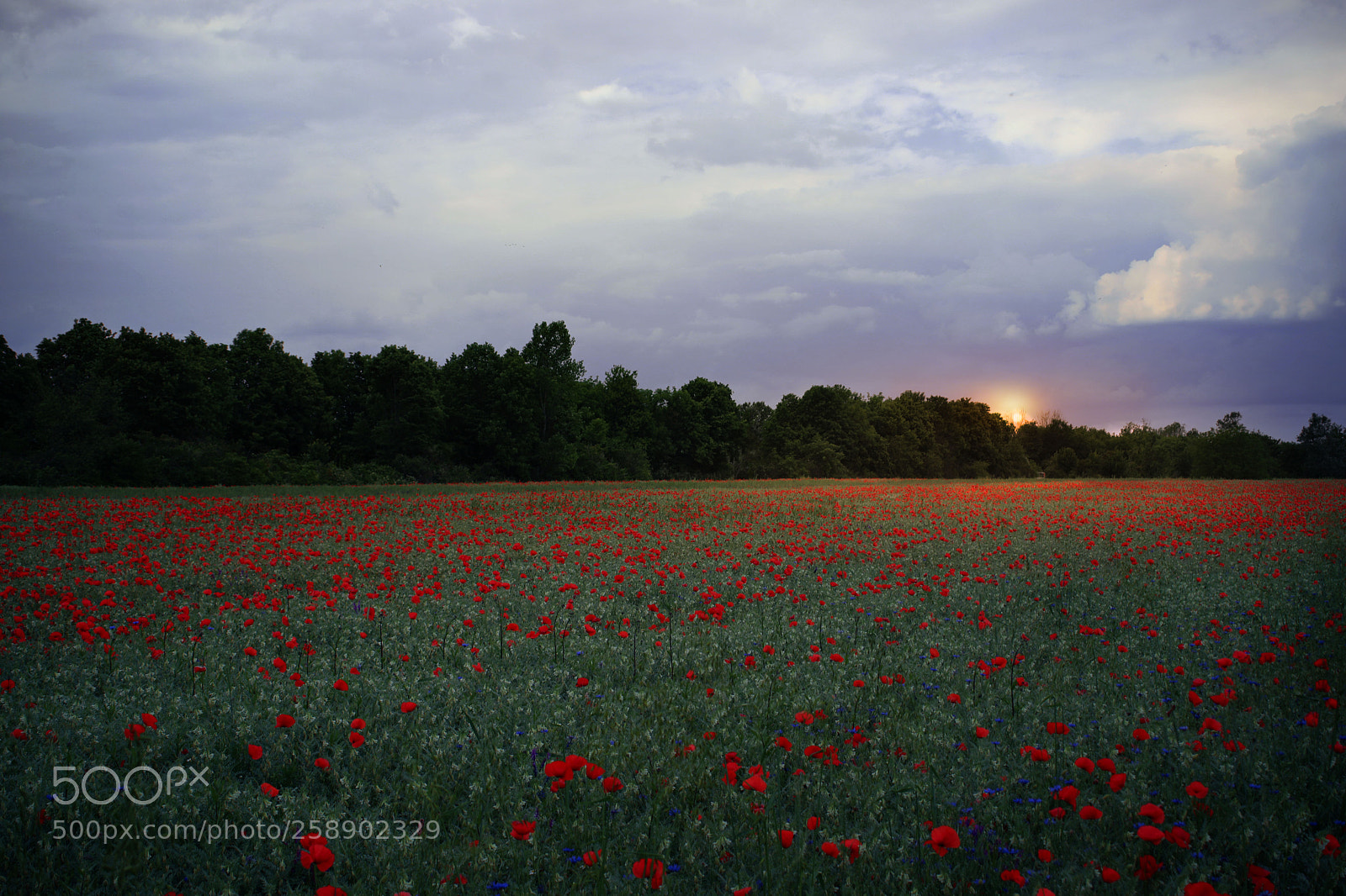 Canon EOS 5D Mark IV sample photo. Field of poppies at photography
