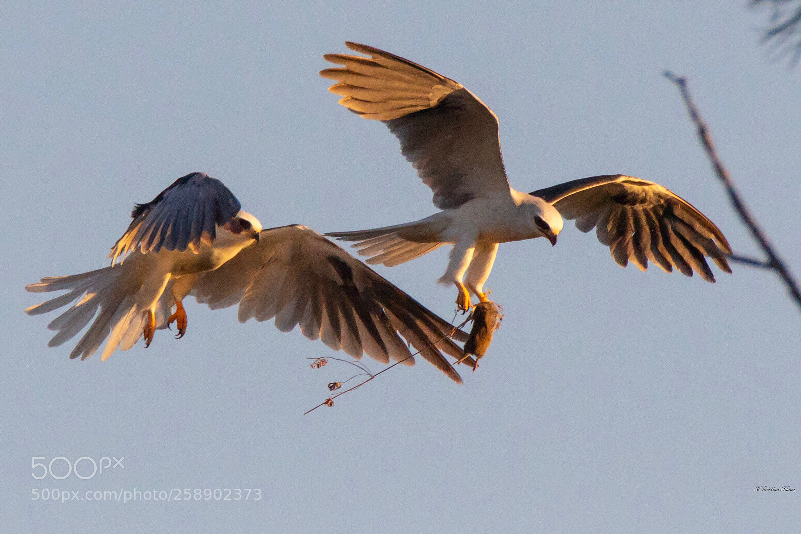 Canon EOS 7D Mark II sample photo. Dinner! 
#whitetailkites
#raptors
#birdsofprey photography