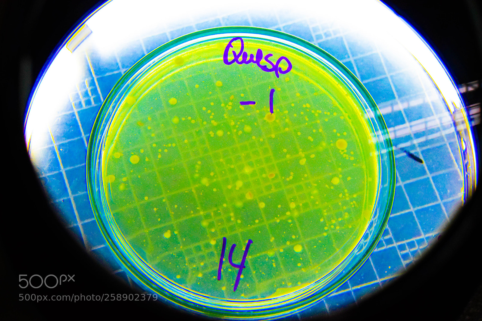 Nikon D5300 sample photo. Bacterias photography