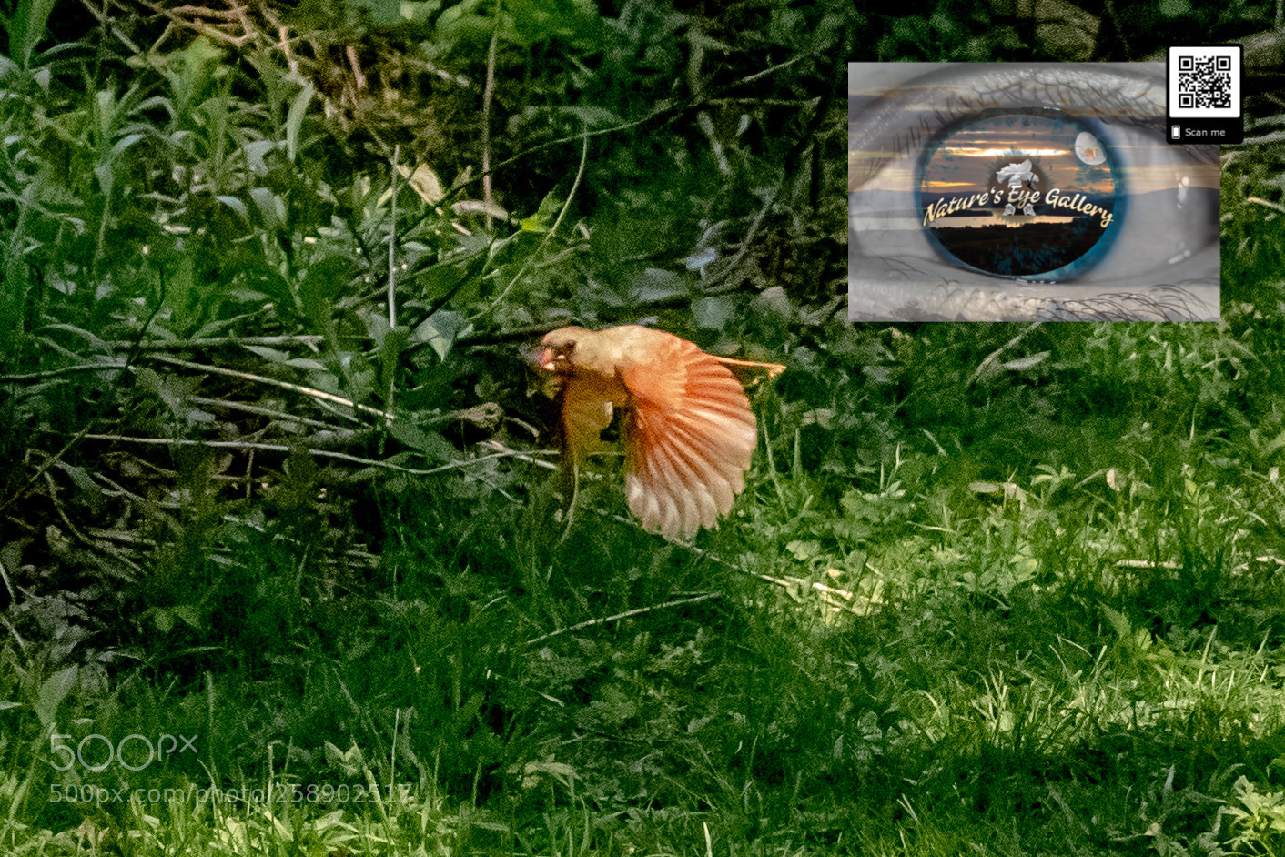 Canon EOS 5D Mark IV sample photo. Robin on the move photography