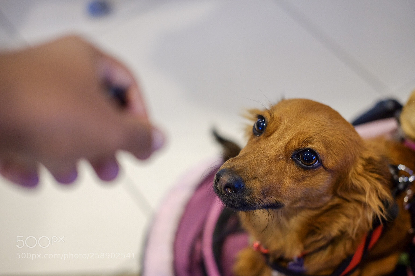Fujifilm X-T1 sample photo. Best friend photography