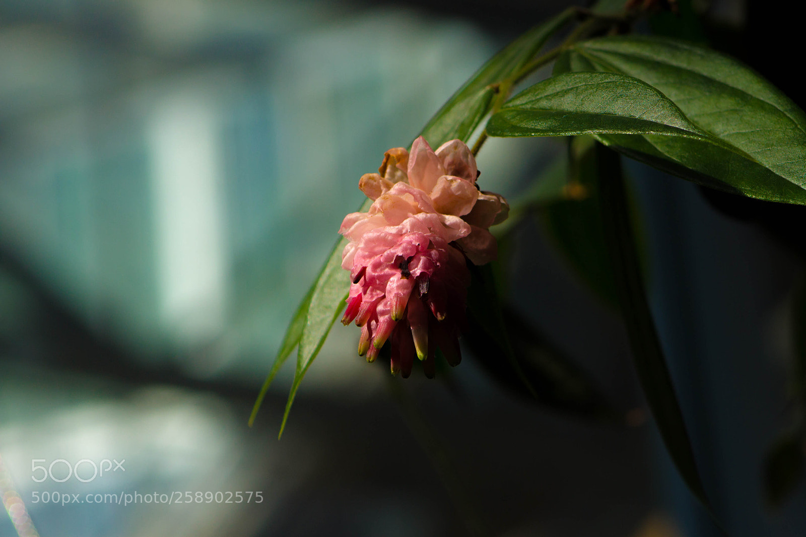 Canon EOS 1100D (EOS Rebel T3 / EOS Kiss X50) sample photo. Botgarden photography