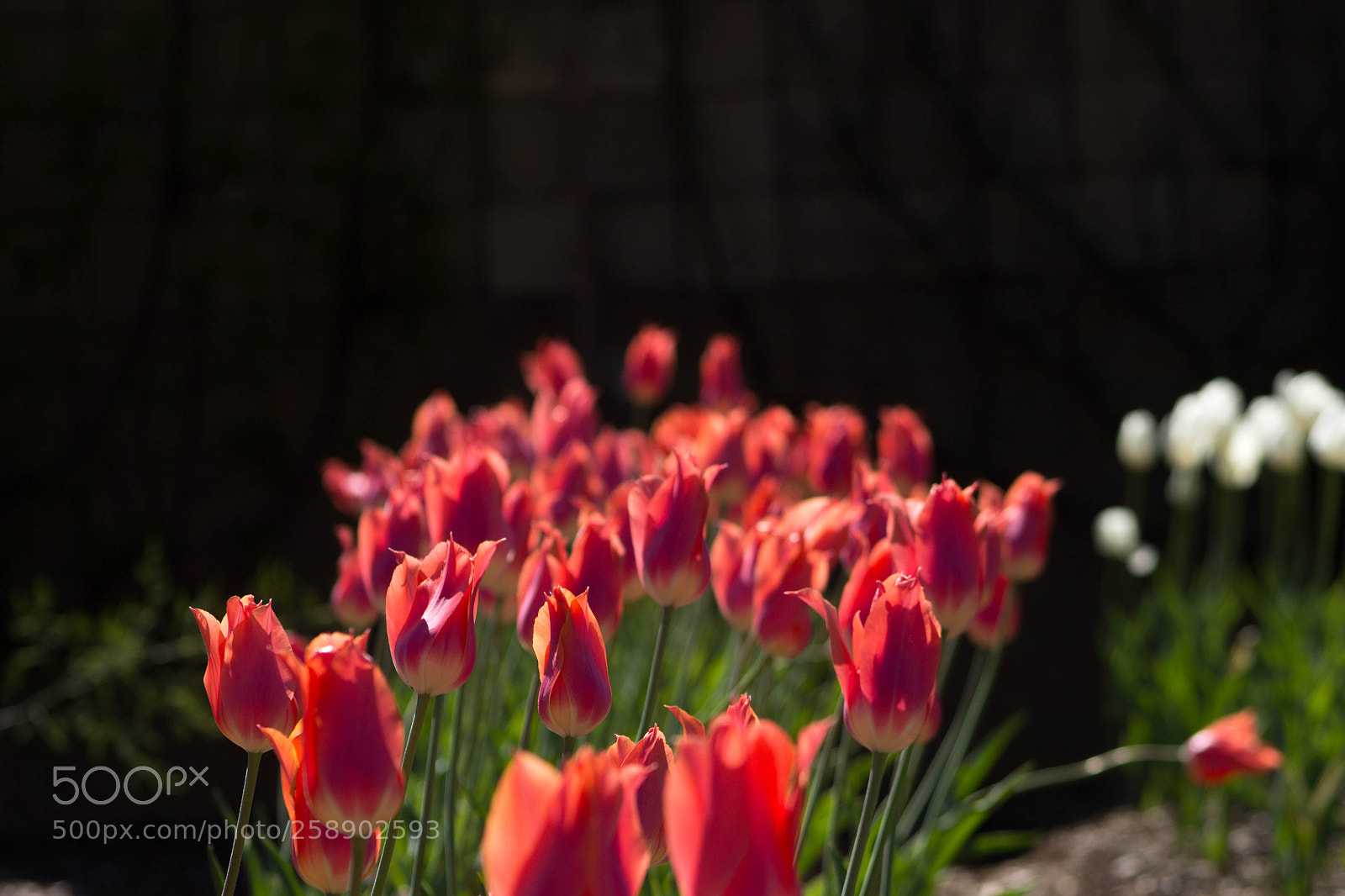 Canon EOS 1100D (EOS Rebel T3 / EOS Kiss X50) sample photo. Botgarden photography