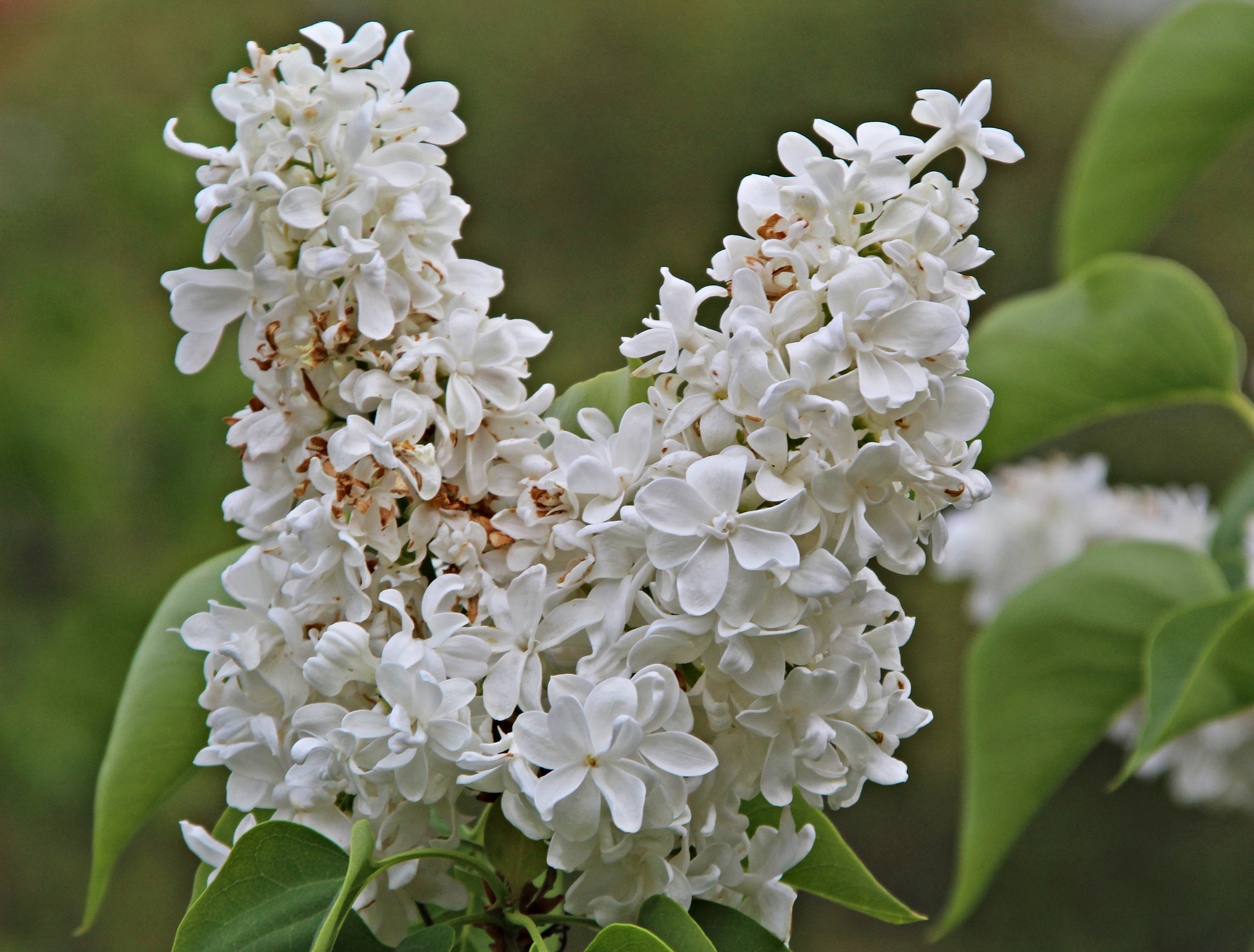 Canon TS-E 90mm F2.8 Tilt-Shift sample photo. Flores blancas photography
