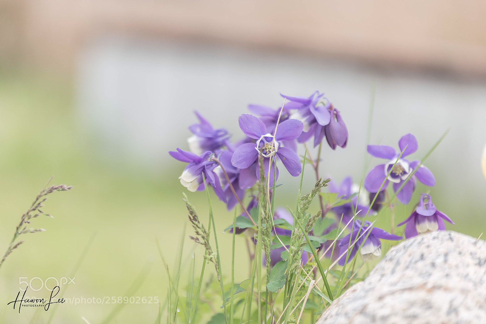 Canon EOS 6D sample photo. Untitled photography