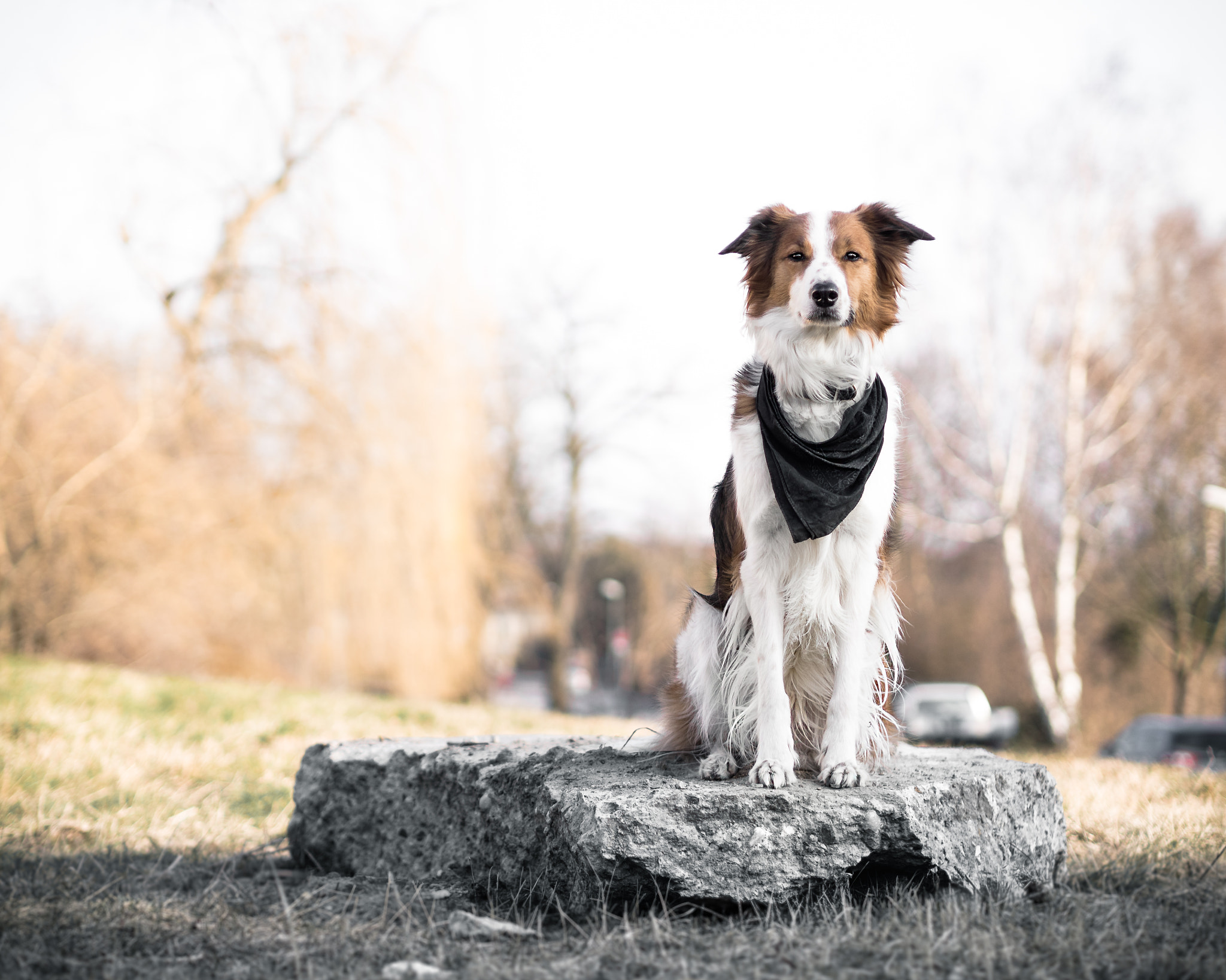 Olympus PEN E-PL8 sample photo. Good boy photography