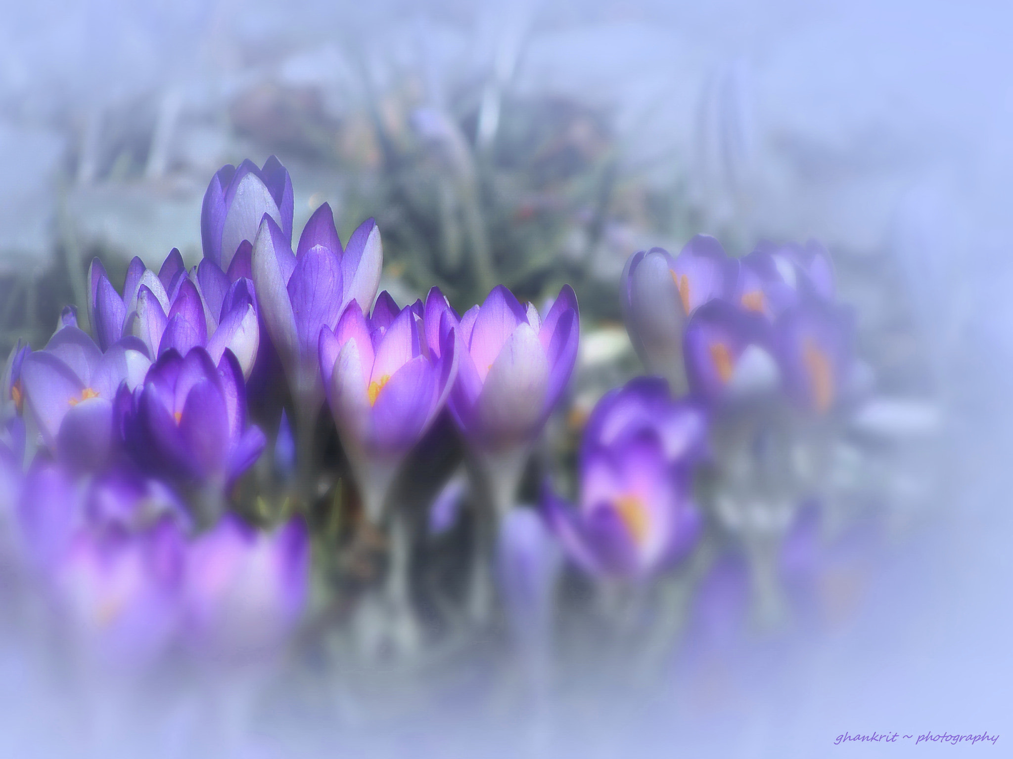 Sony Cyber-shot DSC-H10 sample photo. Spring purple.. photography