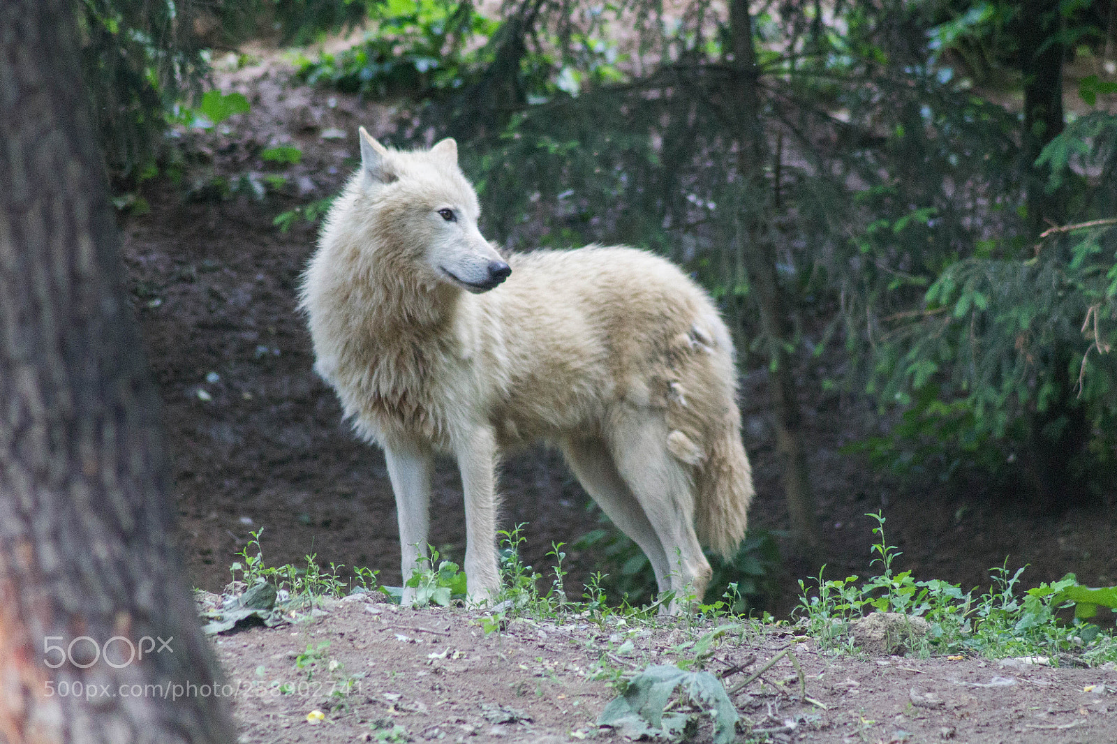 Canon EOS 1100D (EOS Rebel T3 / EOS Kiss X50) sample photo. Arctic wolf 2018 photography