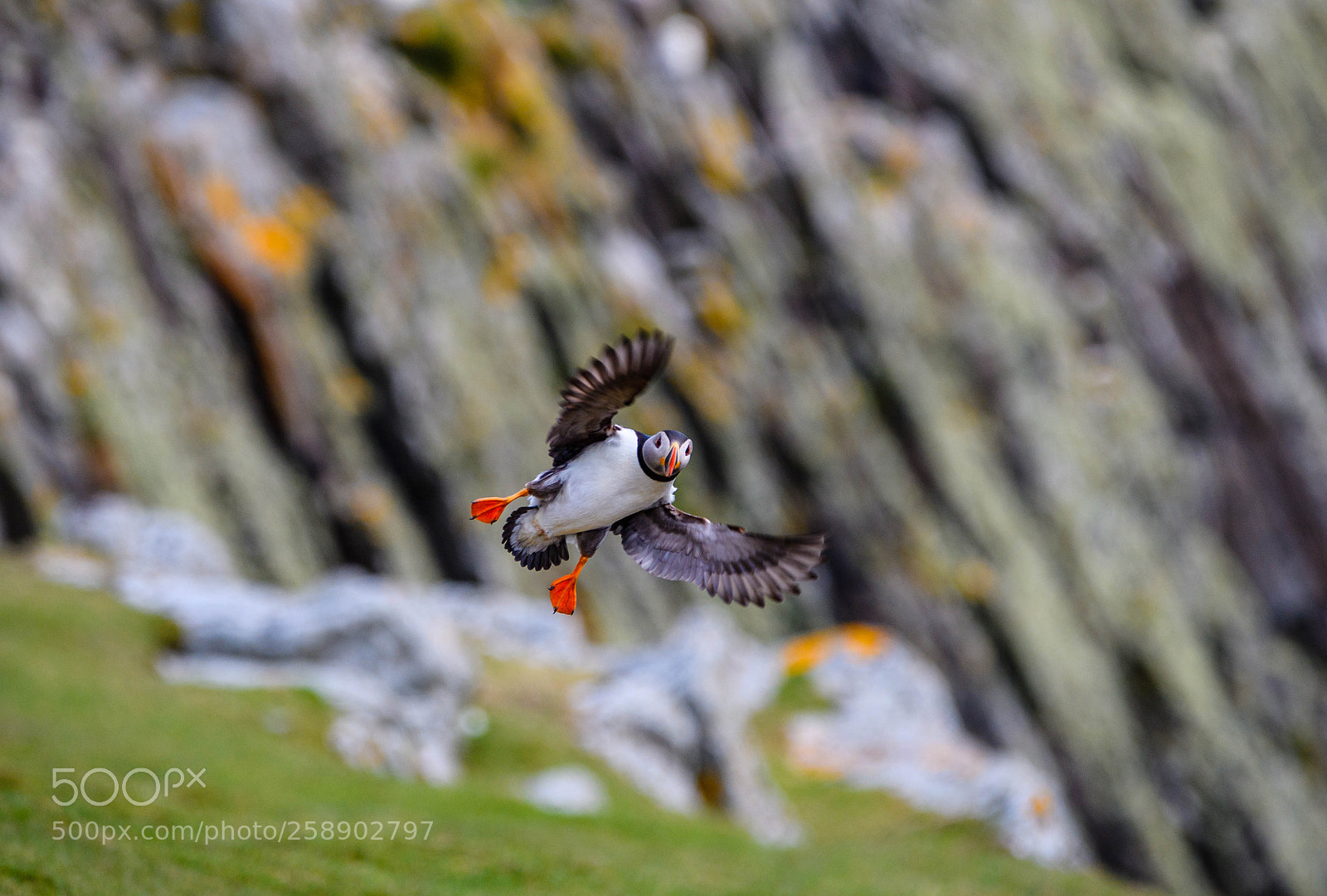 Nikon D5 sample photo. Puffin photography