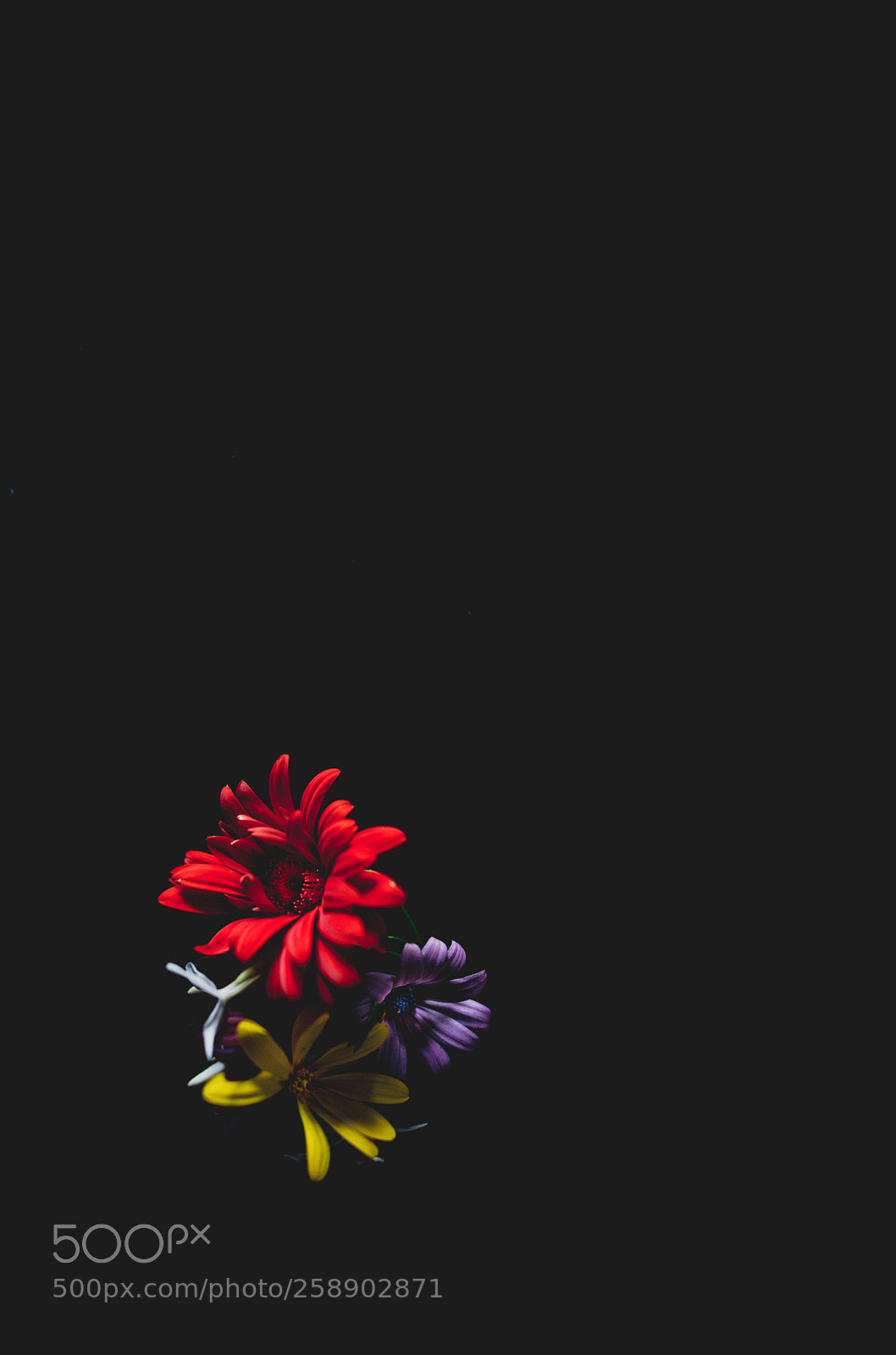 Nikon D800E sample photo. Colored daisies photography