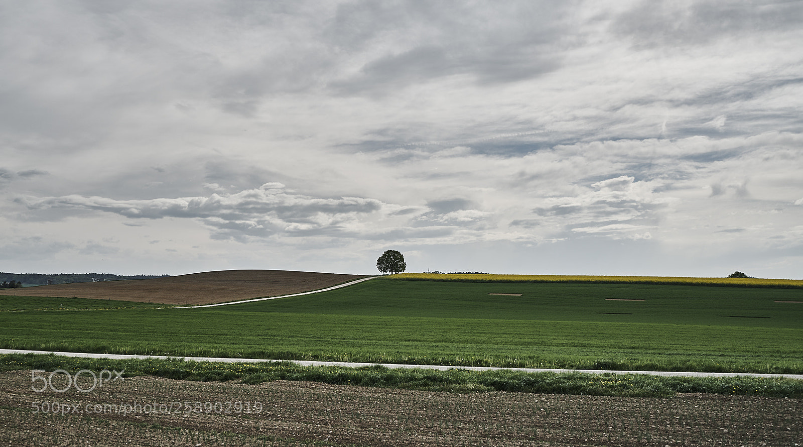 Sony a7R II sample photo. Lonely tree photography