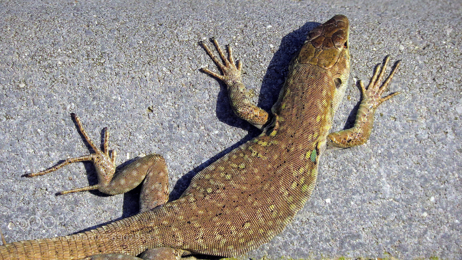 Canon PowerShot SX50 HS sample photo. Gathering the heat photography