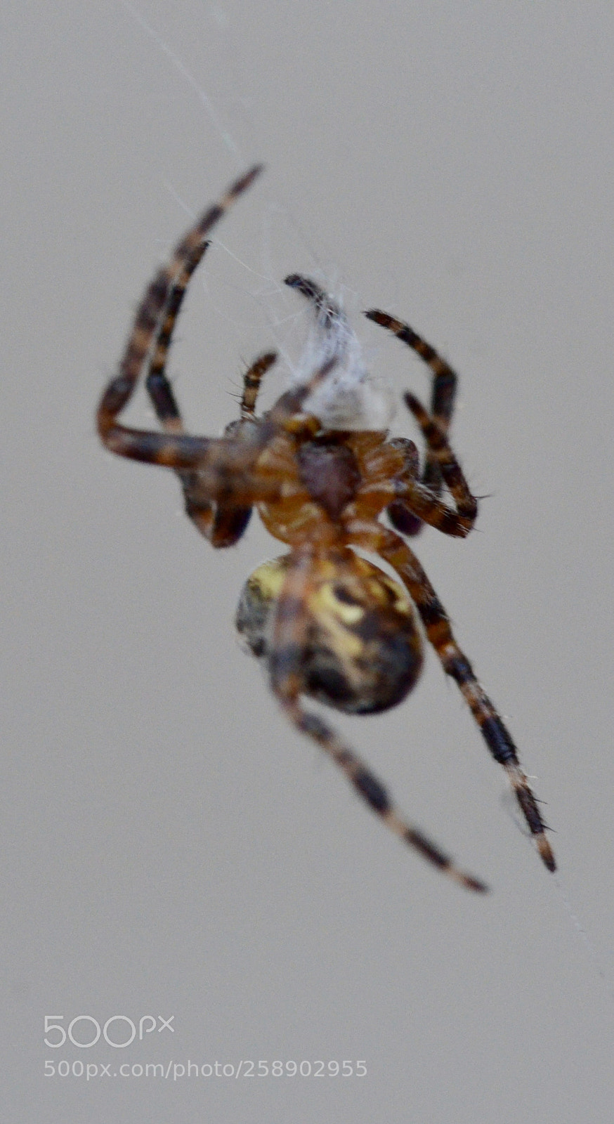 Nikon D7000 sample photo. Web of lies photography
