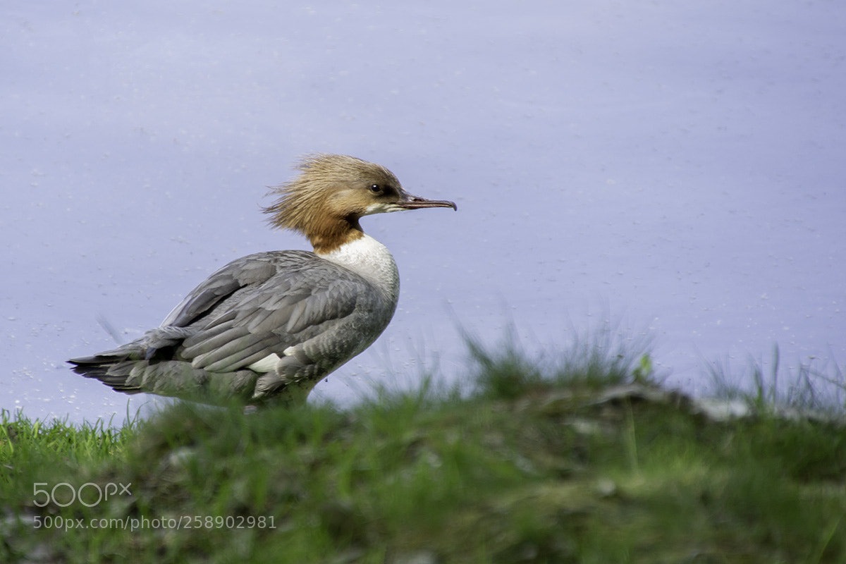 Sony ILCA-77M2 sample photo. Goosander photography