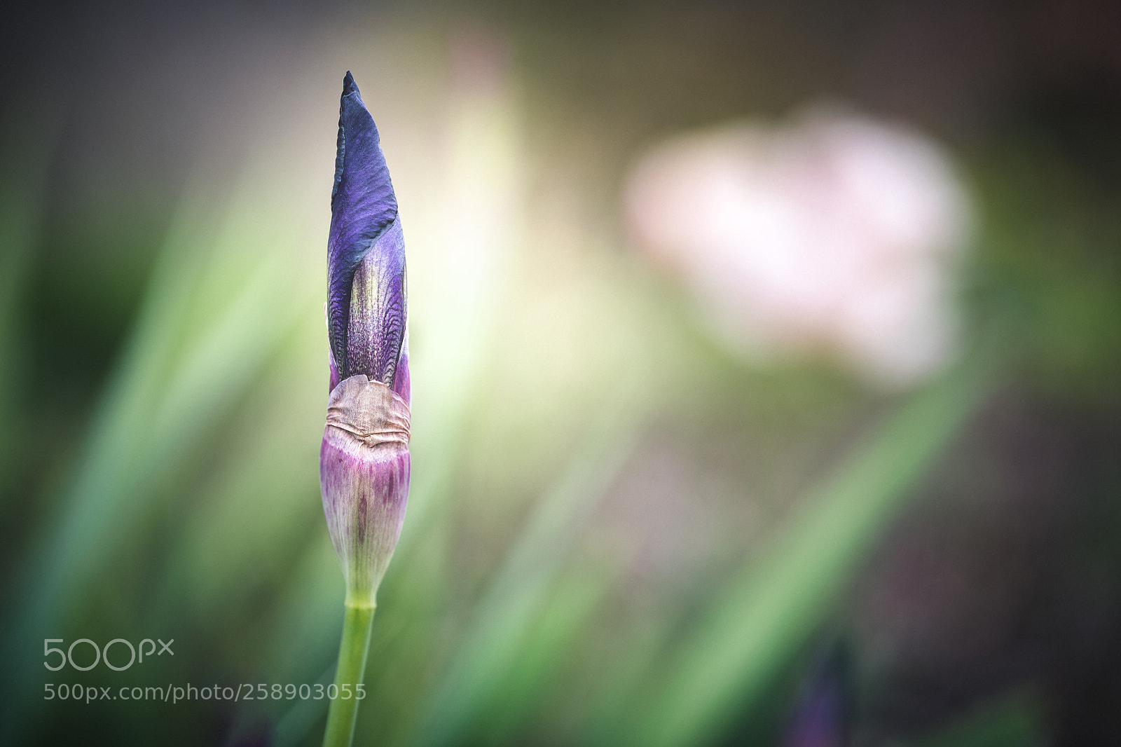 Nikon D850 sample photo. Flower photography