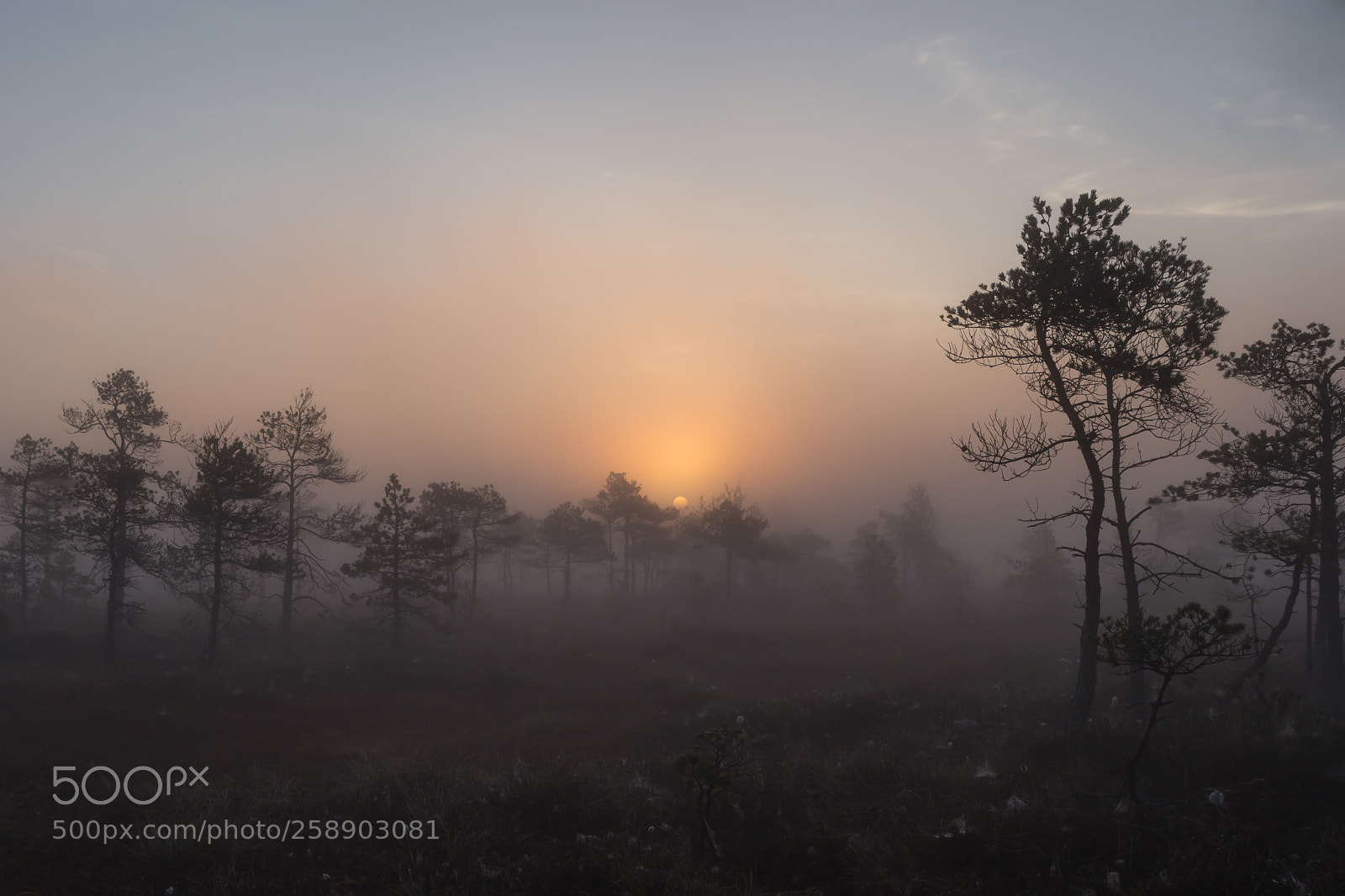 Canon EOS 6D sample photo. Sunrise at swamp with photography